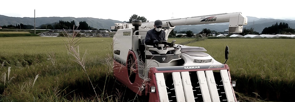 米の収穫の風景