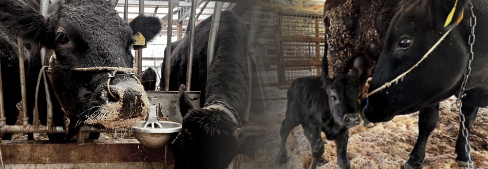 飛騨牛の牛舎にて飼育の様子