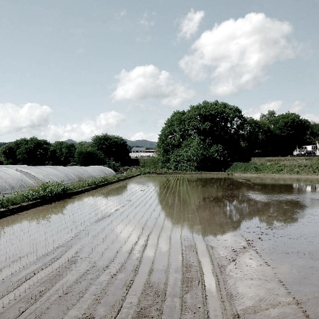 田植え