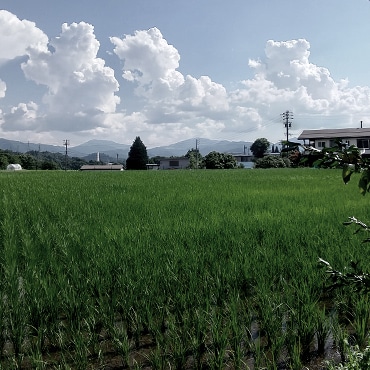 田んぼの画像