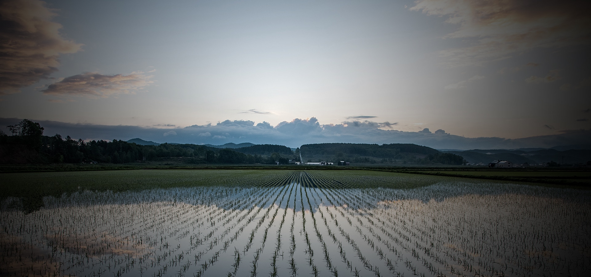夕暮れと田んぼの画像