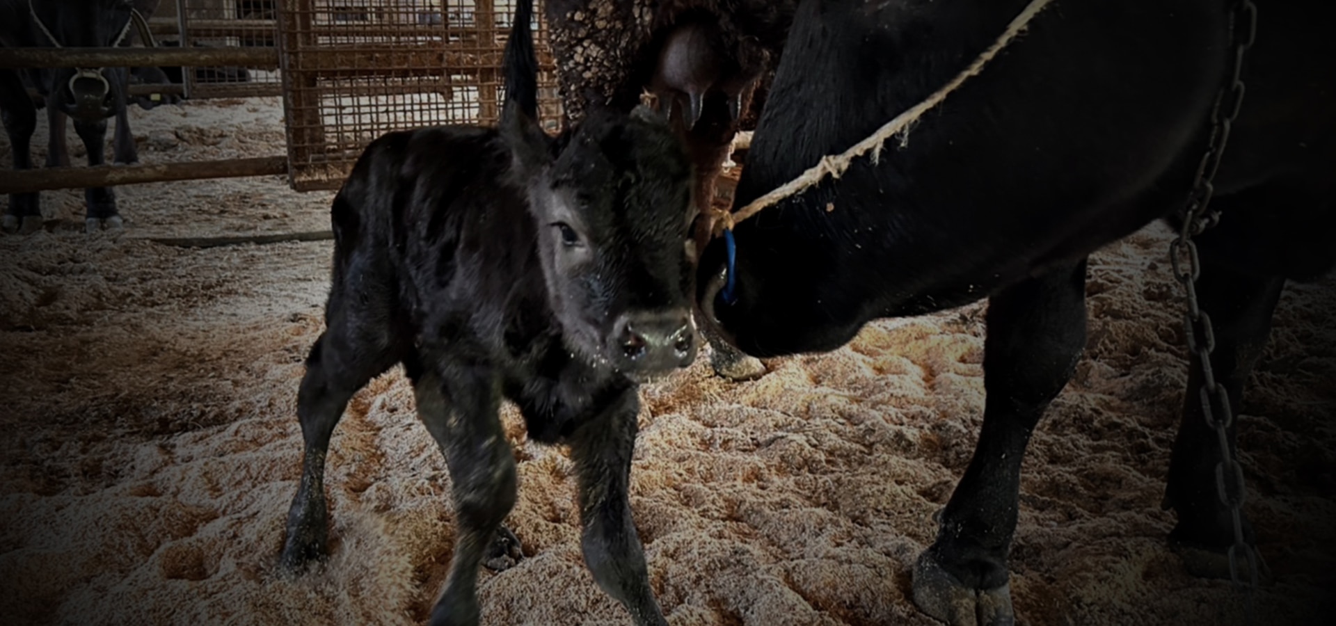 飛騨牛の親子の画像